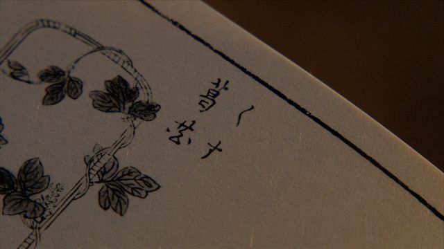 「べらぼう」わさびに毒草！女郎を花に見立てる「一目千本」の中身＜18枚＞（8枚目）