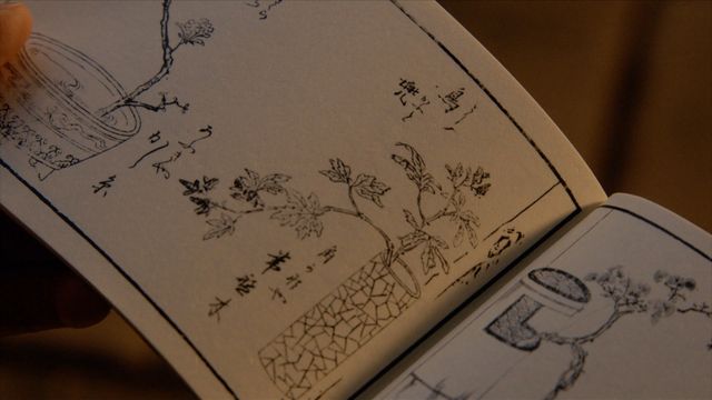 「べらぼう」わさびに毒草！女郎を花に見立てる「一目千本」の中身＜18枚＞（9枚目）