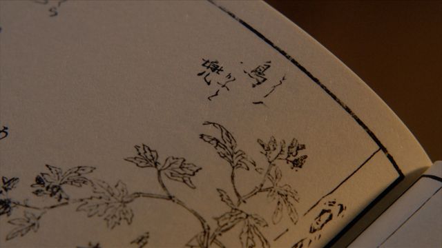 「べらぼう」わさびに毒草！女郎を花に見立てる「一目千本」の中身＜18枚＞（10枚目）