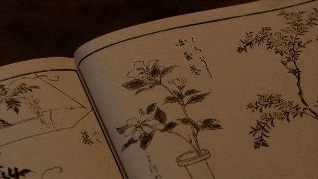 「べらぼう」わさびに毒草！女郎を花に見立てる「一目千本」の中身＜18枚＞（11枚目）