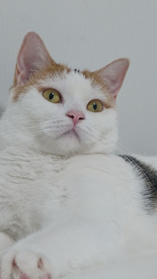 ドラマ版「セトウツミ」キャラクタービジュアル一挙公開！（6枚目）