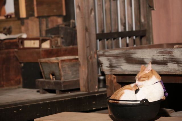 デブねこ金時の秘蔵写真100点！コスプレも！（2枚目）