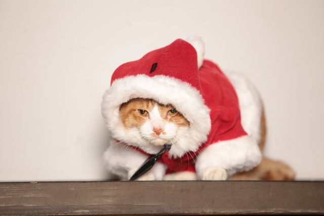 デブねこ金時の秘蔵写真100点！コスプレも！（3枚目）