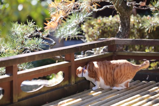 デブねこ金時の秘蔵写真100点！コスプレも！（7枚目）