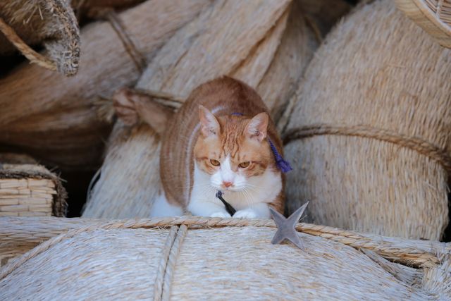 デブねこ金時の秘蔵写真100点！コスプレも！（37枚目）