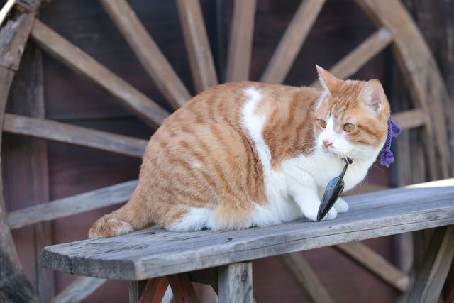 デブねこ金時の秘蔵写真100点！コスプレも！（39枚目）