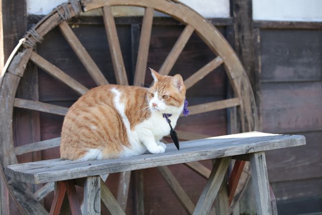 デブねこ金時の秘蔵写真100点！コスプレも！（40枚目）