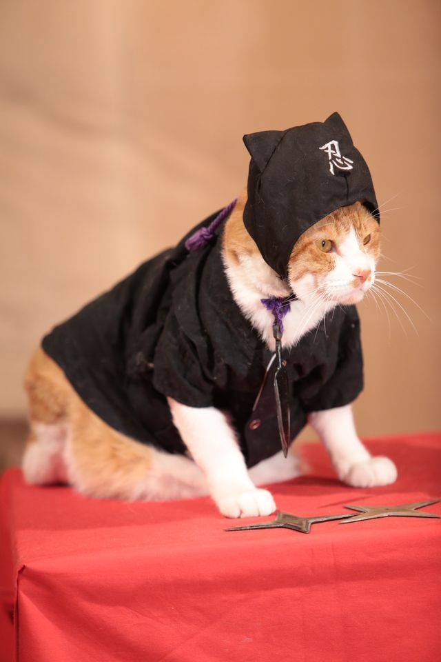 デブねこ金時の秘蔵写真100点！コスプレも！（67枚目）
