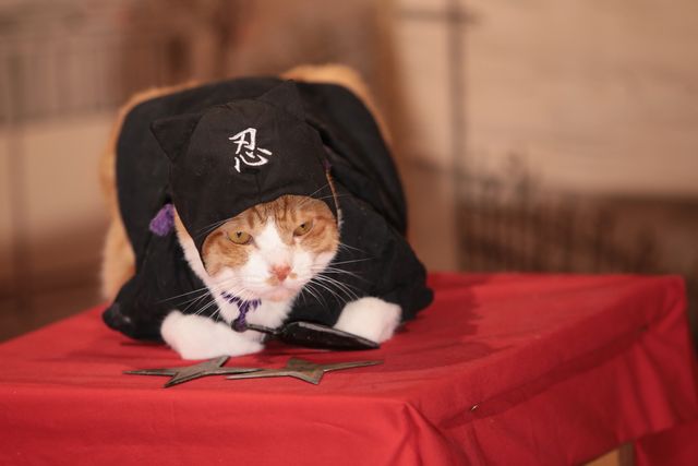 デブねこ金時の秘蔵写真100点！コスプレも！（68枚目）
