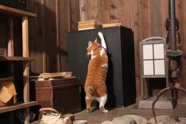 デブねこ金時の秘蔵写真100点！コスプレも！（70枚目）