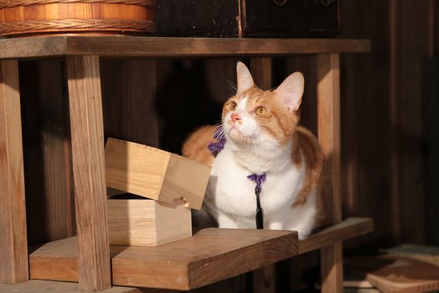 デブねこ金時の秘蔵写真100点！コスプレも！（72枚目）