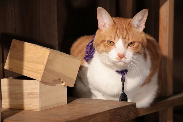 デブねこ金時の秘蔵写真100点！コスプレも！（73枚目）