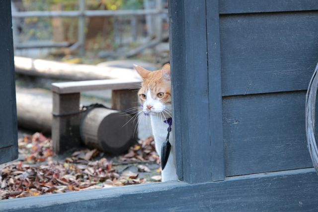 デブねこ金時の秘蔵写真100点！コスプレも！（74枚目）