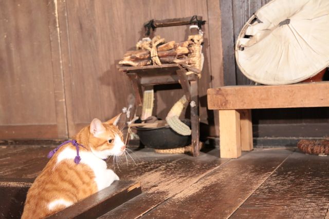 デブねこ金時の秘蔵写真100点！コスプレも！（76枚目）