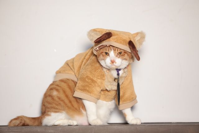 デブねこ金時の秘蔵写真100点！コスプレも！（90枚目）