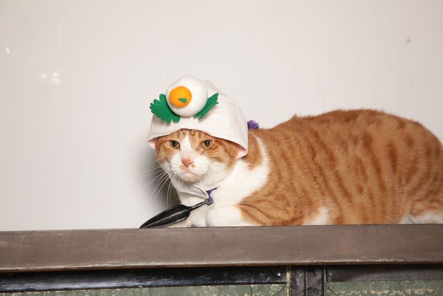 デブねこ金時の秘蔵写真100点！コスプレも！（91枚目）