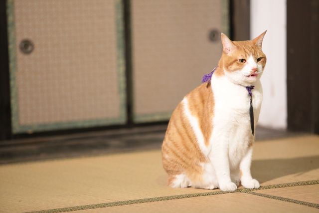 デブねこ金時の秘蔵写真100点！コスプレも！（92枚目）