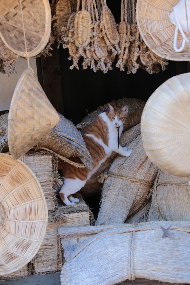 デブねこ金時の秘蔵写真100点！コスプレも！（100枚目）