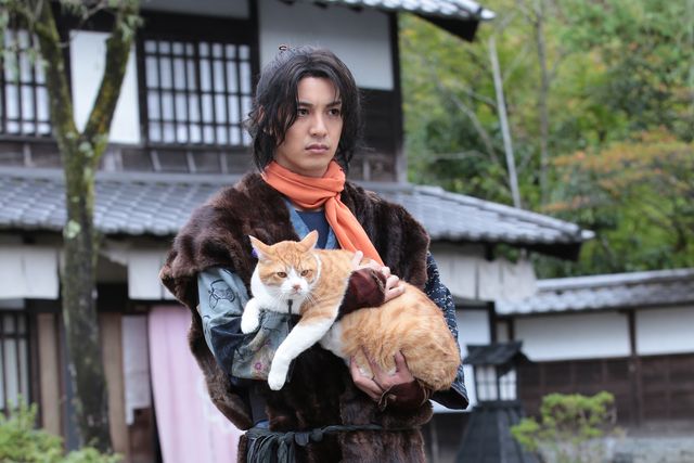 まんまるお尻の猫！「猫侍」に続く「猫忍」フォトギャラリー（3枚目）