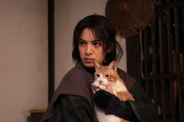 まんまるお尻の猫！「猫侍」に続く「猫忍」フォトギャラリー（4枚目）