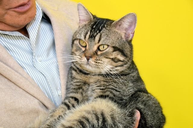 猫が可愛すぎる！『ねことじいちゃん』インタビューカット＜全24枚＞（4枚目）