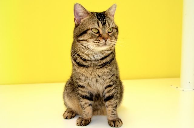 猫が可愛すぎる！『ねことじいちゃん』インタビューカット＜全24枚＞（6枚目）