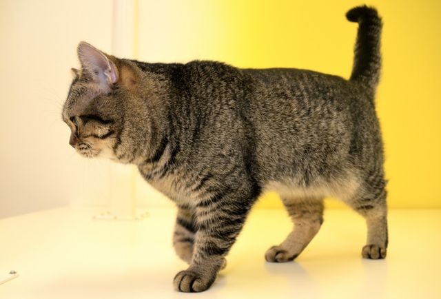 猫が可愛すぎる！『ねことじいちゃん』インタビューカット＜全24枚＞（7枚目）