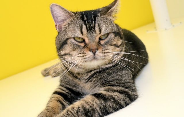 猫が可愛すぎる！『ねことじいちゃん』インタビューカット＜全24枚＞（9枚目）