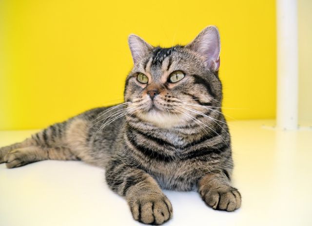 猫が可愛すぎる！『ねことじいちゃん』インタビューカット＜全24枚＞（10枚目）