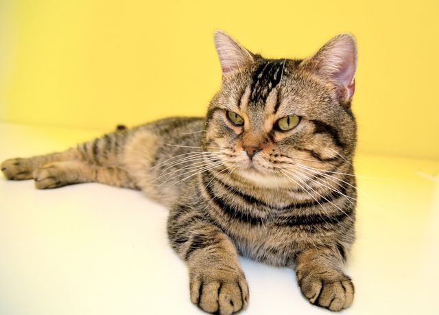 猫が可愛すぎる！『ねことじいちゃん』インタビューカット＜全24枚＞（11枚目）