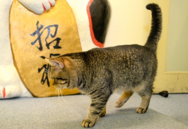 猫が可愛すぎる！『ねことじいちゃん』インタビューカット＜全24枚＞（12枚目）