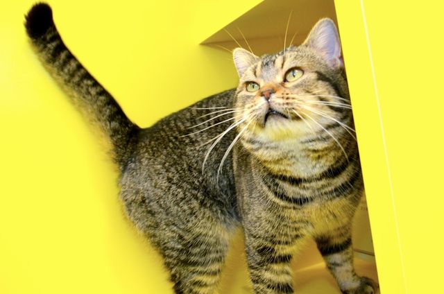 猫が可愛すぎる！『ねことじいちゃん』インタビューカット＜全24枚＞（13枚目）