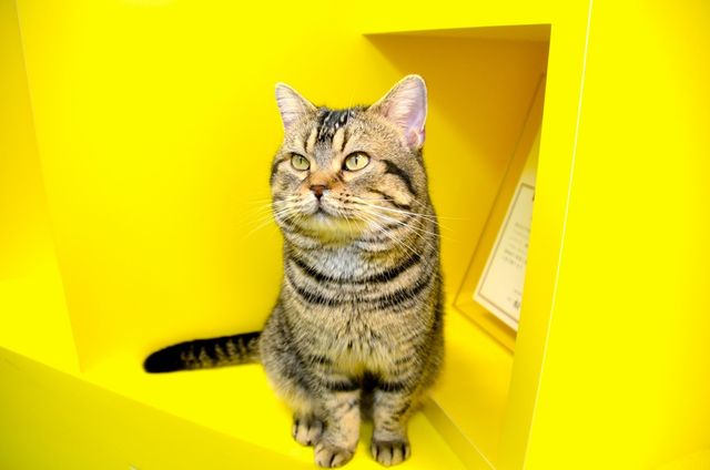 猫が可愛すぎる！『ねことじいちゃん』インタビューカット＜全24枚＞（14枚目）