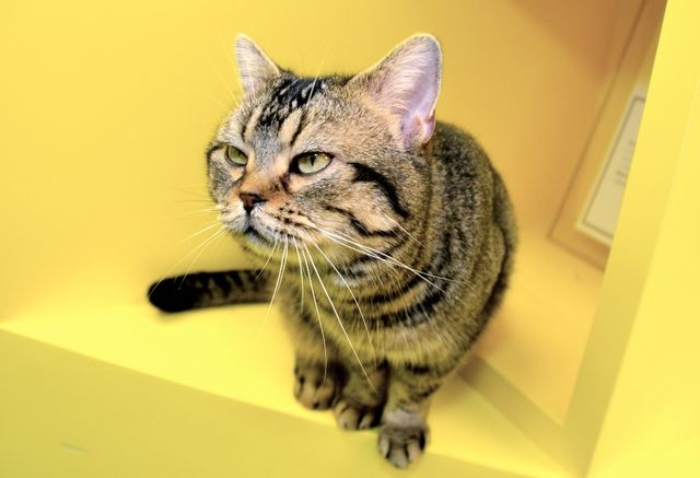 猫が可愛すぎる！『ねことじいちゃん』インタビューカット＜全24枚＞（15枚目）