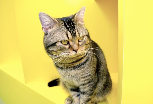 猫が可愛すぎる！『ねことじいちゃん』インタビューカット＜全24枚＞（16枚目）