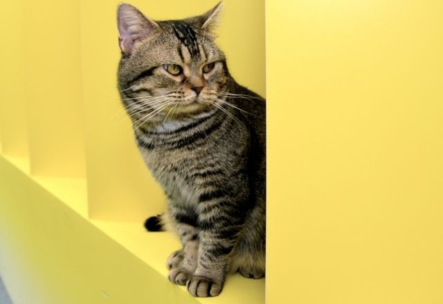 猫が可愛すぎる！『ねことじいちゃん』インタビューカット＜全24枚＞（17枚目）