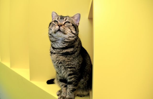 猫が可愛すぎる！『ねことじいちゃん』インタビューカット＜全24枚＞（18枚目）