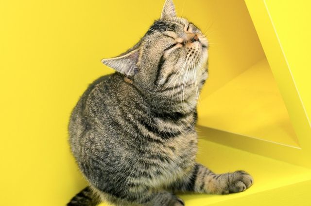 猫が可愛すぎる！『ねことじいちゃん』インタビューカット＜全24枚＞（19枚目）