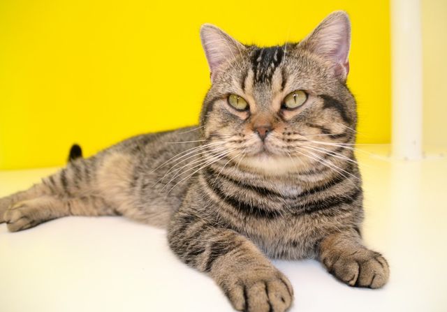 猫が可愛すぎる！『ねことじいちゃん』インタビューカット＜全24枚＞（20枚目）