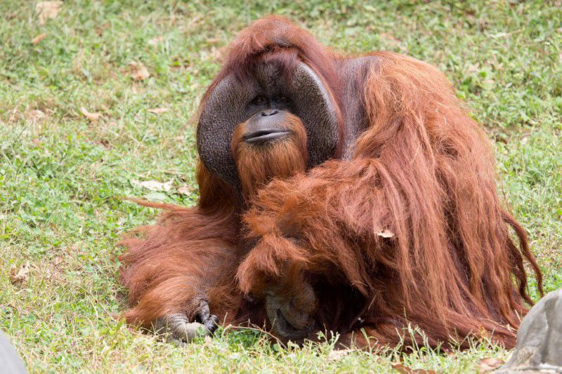 手話使えたオランウータン チャンテック 死ぬ 米アトランタ シネマトゥデイ