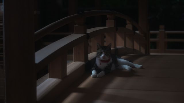 「光る君へ」癒やしの猫・小麻呂＆くびったけの倫子様（2枚目）