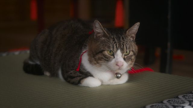 「光る君へ」癒やしの猫・小麻呂＆くびったけの倫子様（3枚目）