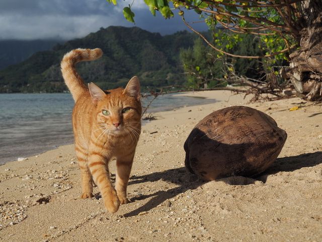 ネコ！猫！ねこ！『劇場版　岩合光昭の世界ネコ歩き　コトラ家族と世界のいいコたち』フォトギャラリー（6枚目）