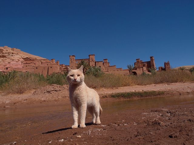 ネコ！猫！ねこ！『劇場版　岩合光昭の世界ネコ歩き　コトラ家族と世界のいいコたち』フォトギャラリー（8枚目）