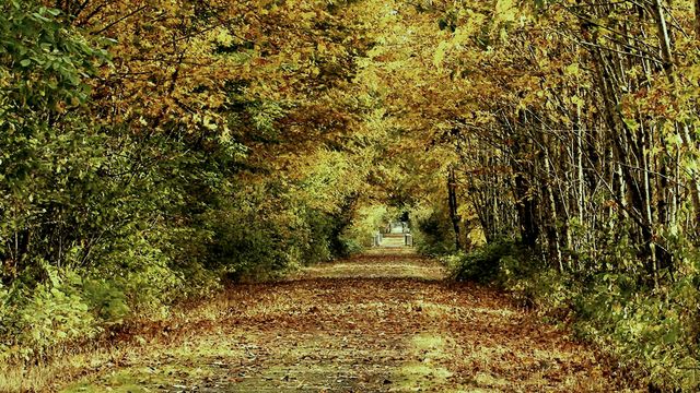 絶景！『赤毛のアン』のロケ地プリンス・エドワード島フォトギャラリー（7枚目）