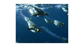 『ディープ・ブルー』のDVDセールスが史上初の快挙！