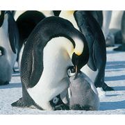 『皇帝ペンギン』、AFIが選ぶ2005年の重要作品に