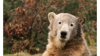 ベルリン動物園の小グマのクヌート、映画に出演か?