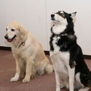 犬好きにはたまらんワン!獣医さんなど犬関係者大集合で犬懇親会!