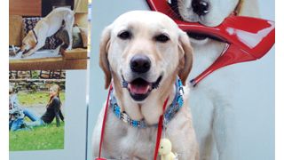 派犬社員のマーリー、カップルの仲を深めようと大サービス!